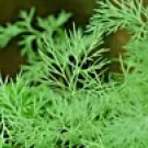 Dill 350 Seeds Spring Insect Repellent Herb Garden Spice Non Gmo