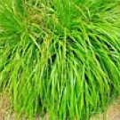 Lemongrass 200+ Seeds Mosquito Repellent Heirloom Lemon Grass Non Gmo