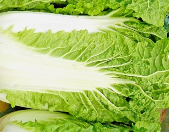 Chinese Cabbage 100 Seeds Spring Microgreens Garden Vegetable Salads&Acirc;&nbsp;