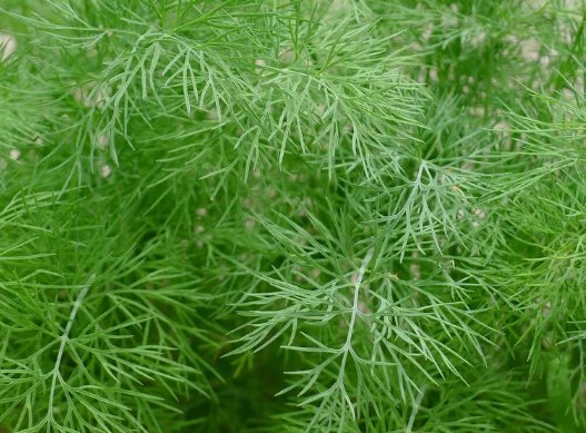 350 Dill Seeds Spring Planting Fresh Non Gmo