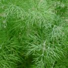 350 Dill Seeds Spring Planting Fresh Non Gmo
