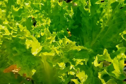 Lettuce Buttercrunch 100 Seeds Salads Vegetable Garden Heirloom Microgreens&Acirc;&nbsp;