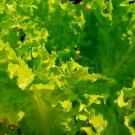 Lettuce Buttercrunch 100 Seeds Salads Vegetable Garden Heirloom Microgreens 