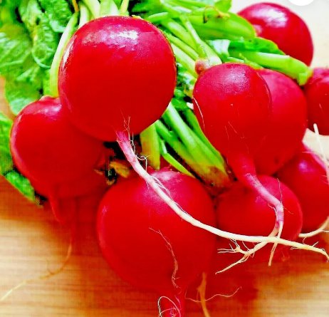 300 Cherry Radish Seeds Vegetable Spring Garden Salads Heirloom Non Gmo