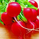 300 Cherry Radish Seeds Vegetable Spring Garden Salads Heirloom Non Gmo