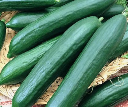 125 Cucumber Seeds Straight Eight Vegetable Spring Heirloom Garden&Acirc;&nbsp;