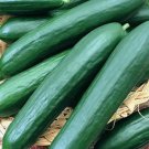 125 Cucumber Seeds Straight Eight Vegetable Spring Heirloom Garden 