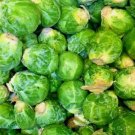 Brussels Sprouts 100 Seeds Spring Garden Heirloom Vegetable Non Gmo