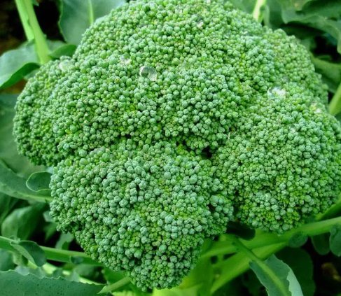 1200 Broccoli Waltham Seeds Heirloom Vegetable Garden Non Gmo