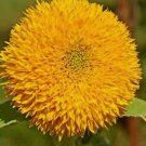 50 Double Tall Teddy Sunflower Seeds Spring Non Gmo 50 Double Tall Teddy Sunflower Seeds Spring Non Gmo