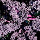 300 Kale Ornamental Borecole Red Seeds Autumn Garden