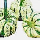 Sweet Squash Spring Vegetable Tasty 20 Seeds Pumpkin Tasty Heirloom Non Gmo Sweet Squash Spring Vegetable Tasty 20 Seeds Pumpkin Tasty Heirloom Non Gmo