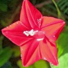 50 Cardinal Climber Seeds Hummingbird Vine Rare Bees Flower 