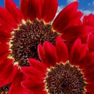 75 Red Sun Rare Sunflower Seeds Flowers Beautiful Tall Cut Non Gmo 