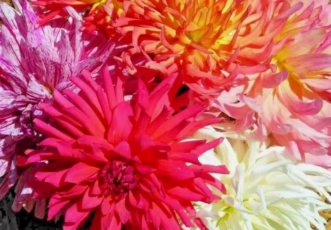 200 Zinnia Seeds Cactus Flower Spring Mix&Acirc;&nbsp;