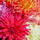 200 Zinnia Seeds Cactus Flower Spring Mix 