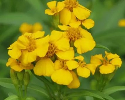 Mexican Mint Mosquito Insect Repellent 20 Seeds Marigold Herb Medicinal Non Gmo