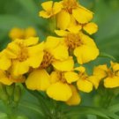 Mexican Mint Mosquito Insect Repellent 20 Seeds Marigold Herb Medicinal Non Gmo