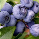 300 European Blueberry Seeds Bilberry Rare Autumn Low Bush