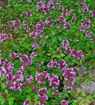 Creeping Thyme 4000 Seeds Purple Groundcover Lawn Herb&Acirc;&nbsp;
