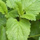1500 Lemon Balm Citronella Perennial Seeds Mosquito Insect Repellent Non Gmo