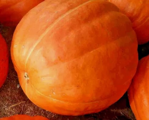 30 Pumpkin Big Max Seeds Giant Prize Winning Garden Heirloom Non Gmo Squash&Acirc;&nbsp;