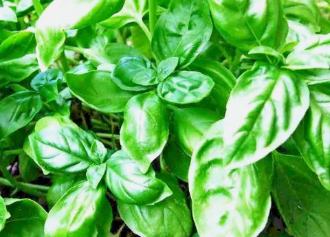 3000 Basil Seeds Spring Large Leaf Herb Heirloom Garden Mosquito