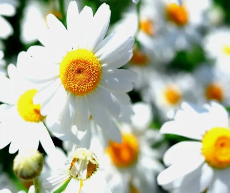 15000 German Chamomile Seeds Non-Gmo Heirloom Flower Tea