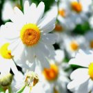 15000 German Chamomile Seeds Non-Gmo Heirloom Flower Tea