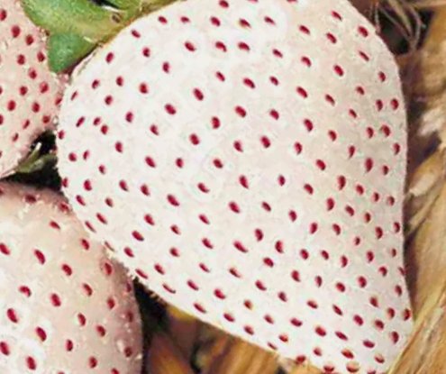 150 White Wonder Strawberry Seeds Spring Perennial Heirloom Non Gmo Fruit