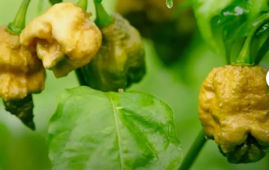 25 Pepper X Seeds for Extremely Spicy Garden Planting