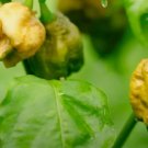 25 Pepper X Seeds for Extremely Spicy Garden Planting