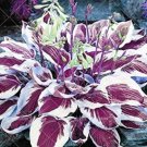 Colorful hosta 100 seeds Indoor bonsai flower Coleus genus planting potted DIY