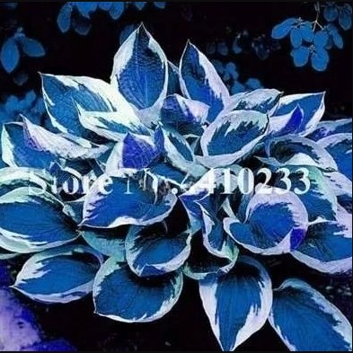 150 Seeds Beautiful Hosta Bonsai Perennials Lily Flower Shade Hosta Grass
