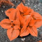 100 Pcs/Bag Beautiful Hosta Bonsai Plants Perennials Lily Flower Shade Hosta Grass Bonsai Ornamental