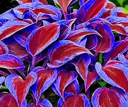 Stunning Hosta Seeds: Deep Red and Blue Green Foliage Mix
