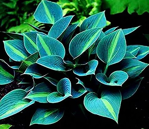 Selling Gimax 150 Hosta Flower Seeds Garden Lily Shade Hosta Plants Color Green)