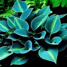 Selling Gimax 150 Hosta Flower Seeds Garden Lily Shade Hosta Plants Color Green)