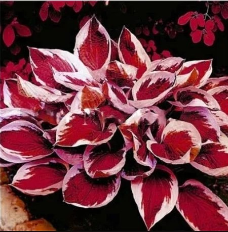 150 Beautiful Hosta Bonsai, Perennials Lily Flower Shade Hosta Flower Grass