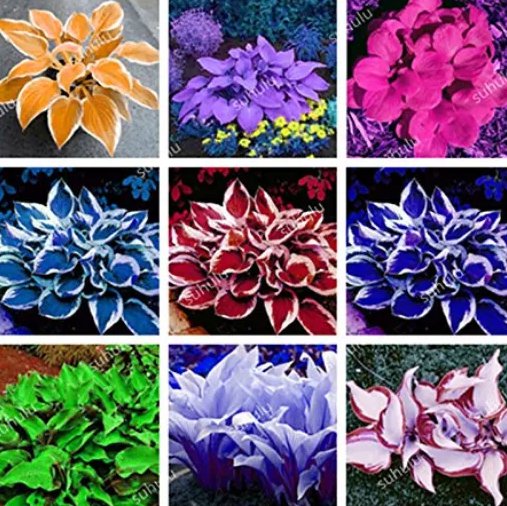 150 Beautiful Hosta Bonsai Perennials Lily Flower Shade Grass Ornamental Garden Plants Color Mix
