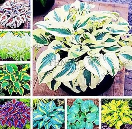Hosta Mixed 8 Types