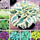 Hosta Mixed 8 Types