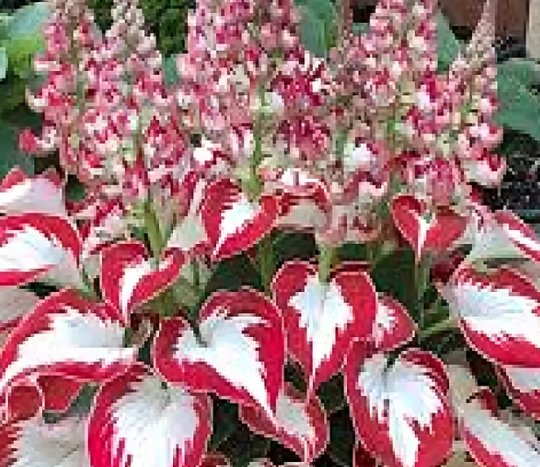Rare Hosta Seeds White Leaves with Thick Red Edges