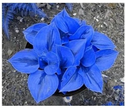 100 Bonsai Hosta Plants Jardin Lily Flower Shade Flower Flores Herb Plants for Home Pot and Garden