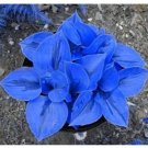 100 Bonsai Hosta Plants Jardin Lily Flower Shade Flower Flores Herb Plants for Home Pot and Garden