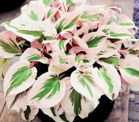 150Pcs Hosta Flower Seeds Perennials white