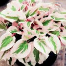 150Pcs Hosta Flower Seeds Perennials white