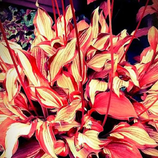 Eye Catching Hosta Seeds: Red and Gold Stripe Pattern Stunning Garden Addition