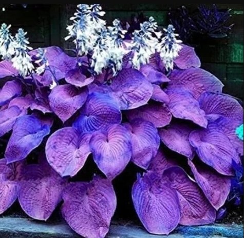 200 Hosta Seeds Purple Round Leaves