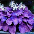 200 Hosta Seeds Purple Round Leaves